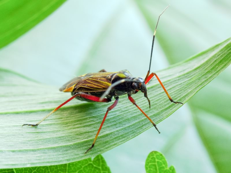 Miris striatus (Linnaeus, 1758)